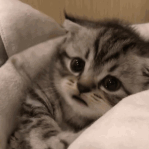 猎奇小屋app免费下载安装
